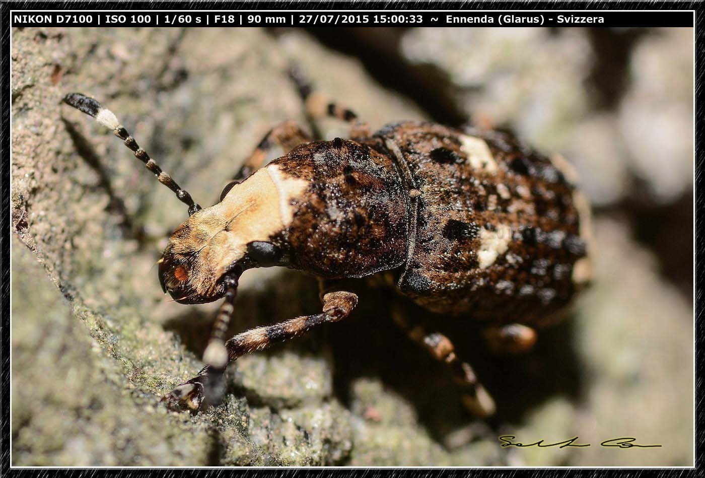 Curculionidae ? No,  Anthribidae: Platystomos albinus